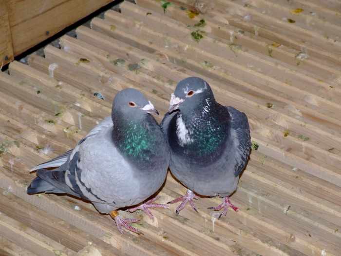 mascul 2005 &fem 2006