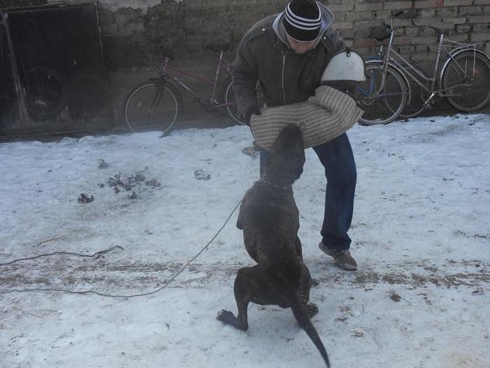 la maneca - Presa canario