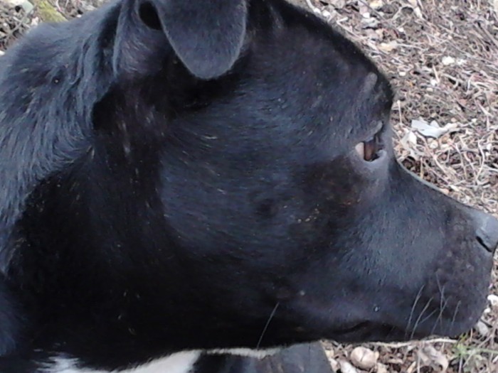 bruto - staffordshire bull terrier