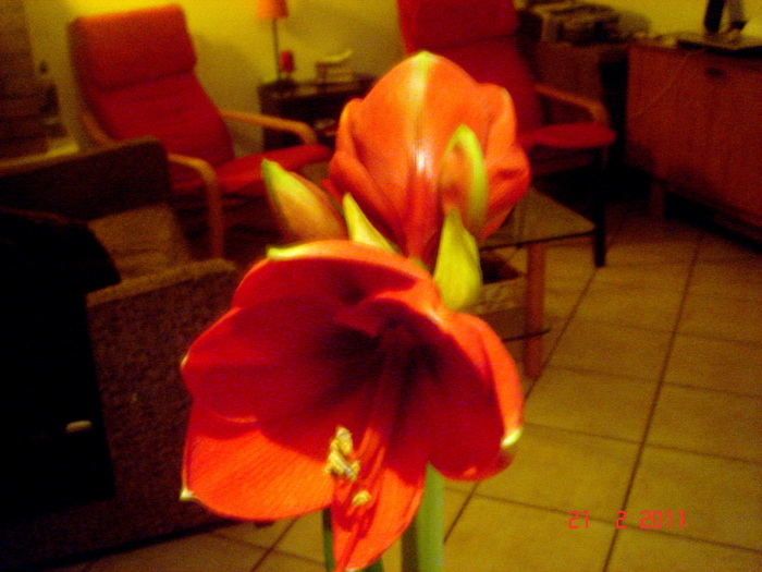 DSC05828 - amaryllis