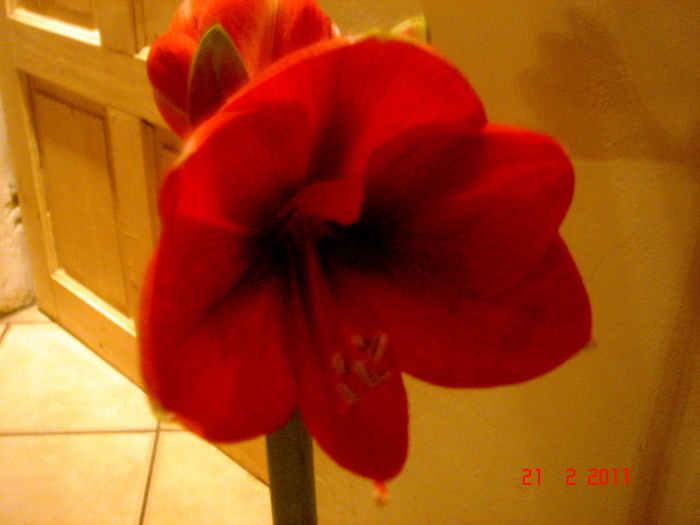 DSC05827 - amaryllis