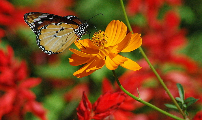 butterfly-suresh