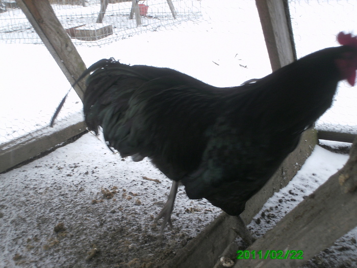 Australorp 001 - Australorp