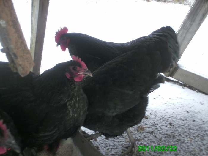 Australorp 002 - Australorp