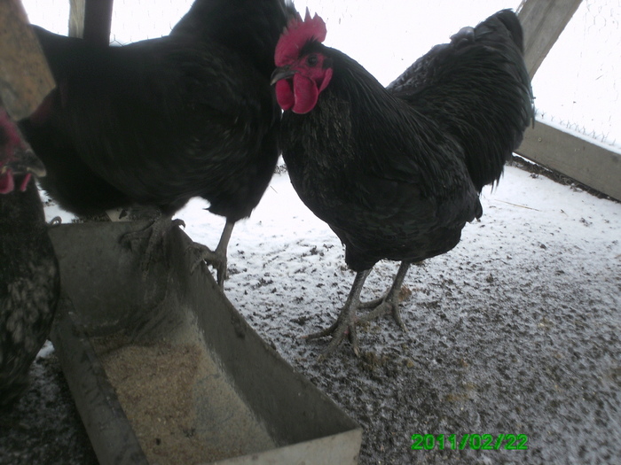 Australorp 004 - Australorp