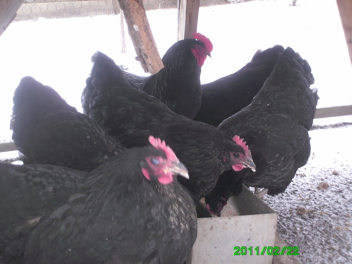 Australorp 006