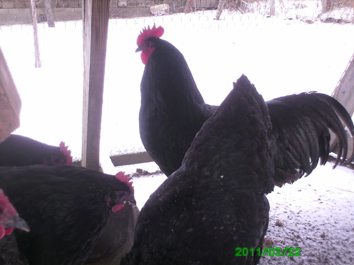 Australorp 007 - Australorp