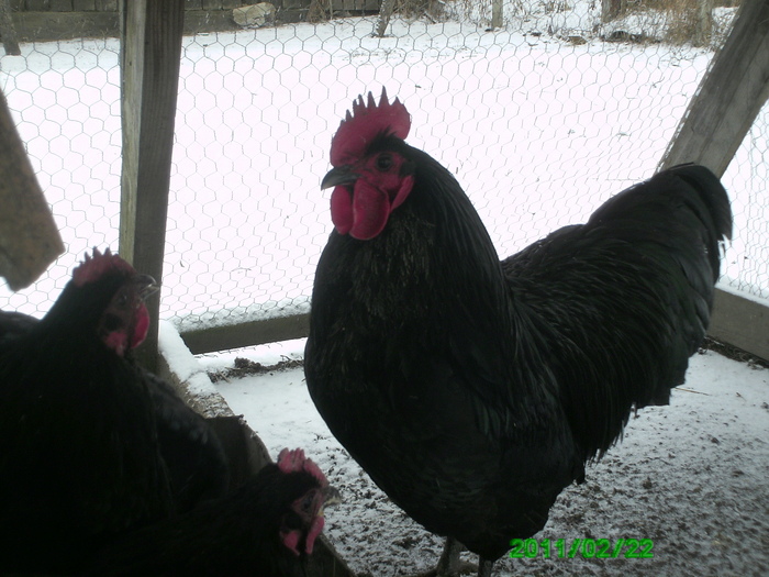 Australorp 008