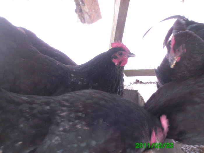 Australorp 010 - Australorp