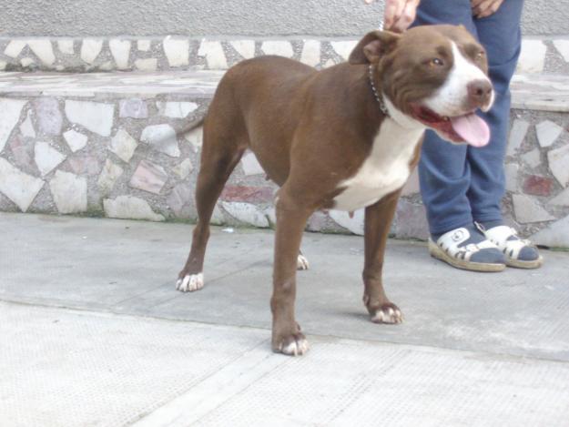 1285257707_123510333_3-vand-catea-pitbull-red-nose-Animale-1285257707