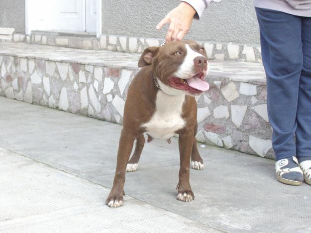 1285257707_123510333_1-Fotografii-de--vand-catea-pitbull-red-nose-1285257707 - pitbull