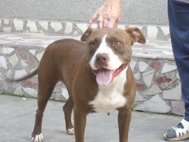 1285257707_123510333_2-vand-catea-pitbull-red-nose-Sebis-1285257707 - pitbull