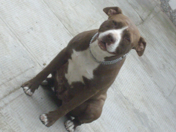 IMGP2411 - pitbull