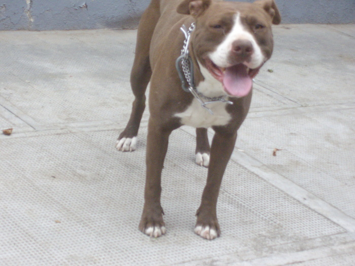 IMGP2399 - pitbull