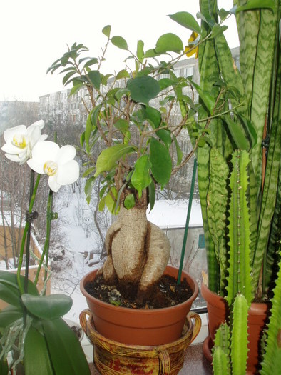 bonsai intre orhidee si cactus