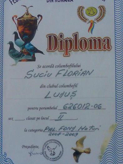 626012-06(locu2 la fond palmares) - diplome si cupe