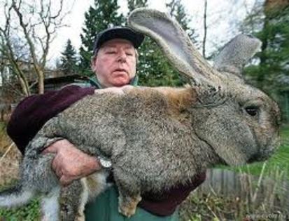 marele - animalutze