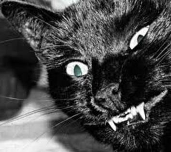 vampirs - animalutze