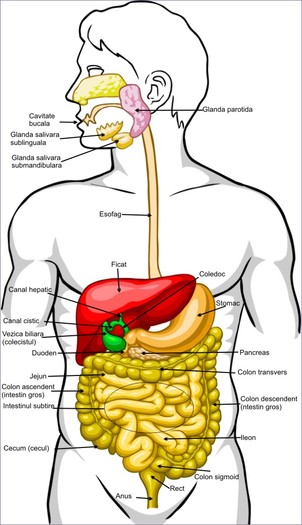 Sistemul digestiv - Aparatul digestiv