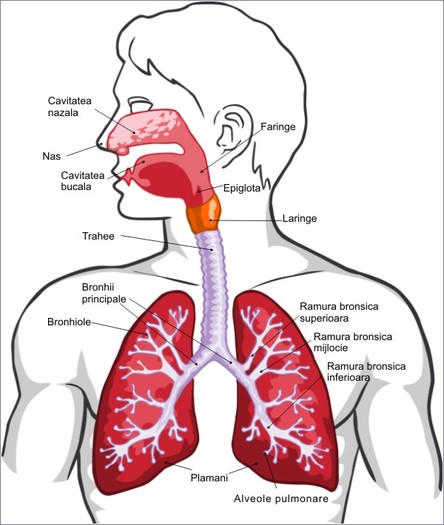 Sistemul respirator - Aparatul respirator