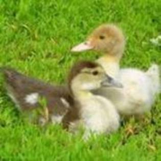 31623968_FKXOTBYKL - animalutze
