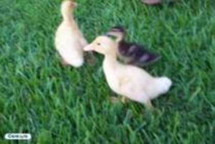 31623970_KTFNQEENB - animalutze
