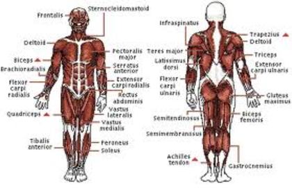 Muschii - Analogia sistemului muscular