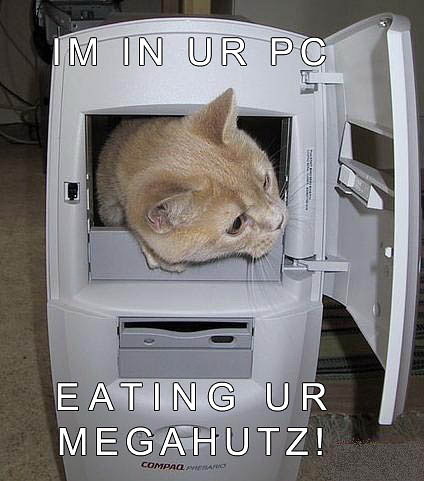 funny_cat_pictures_pc_5 - Funny