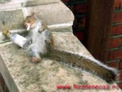 PLPQCKCOFTFQWSUGBRA - Funny