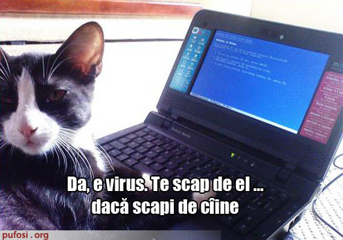 poze-amuzante-pisica-ii-propune-stapanului-sa-scape-de-caine - Funny
