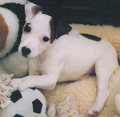 jack_russell_terrier_puppy_h04 - Caini superbi