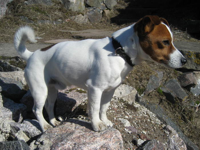 jack-russell-terrier - Caini superbi
