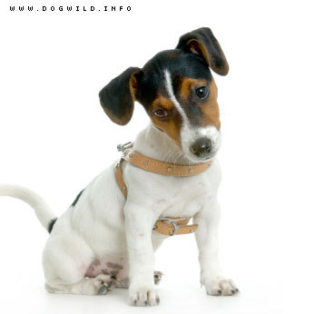 jack-russel-terrier