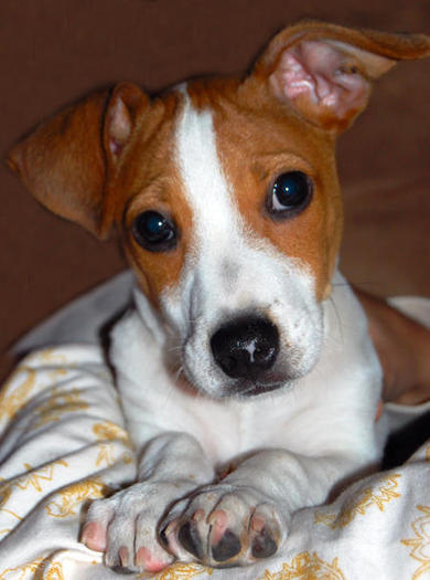 Ollie_Jack_Russell_Terrier_01.jpg_w450 - Caini superbi