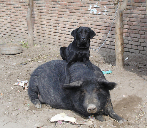 poze-porci-caini-negrii; da este si la noi un individ in clasa care seamana putin cu acest pork
