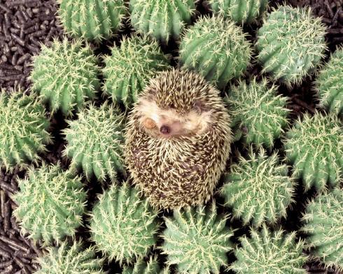 Animal__6_ - animale 2202