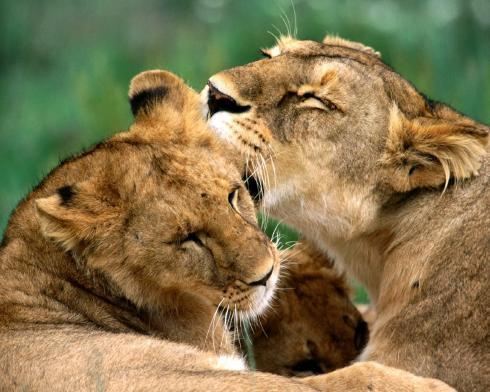 Animal__22_ - animale 2202
