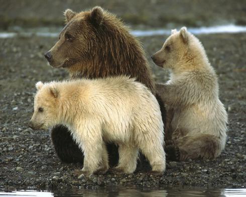 Animal__23_ - animale 2202