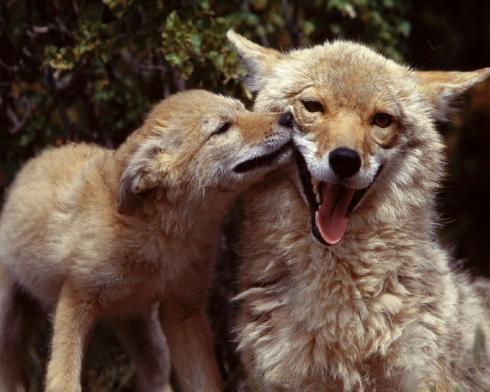 Animal__46_ - animale 2202