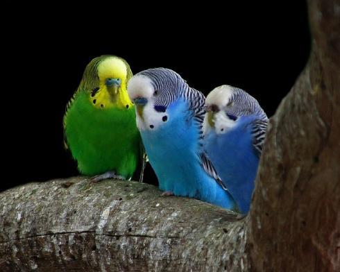 Animal__63_ - animale 2202