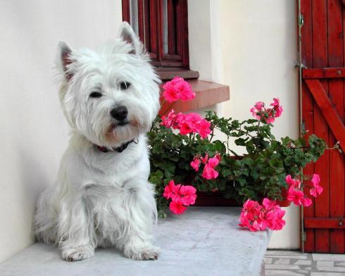 Animal__66_ - animale 2202