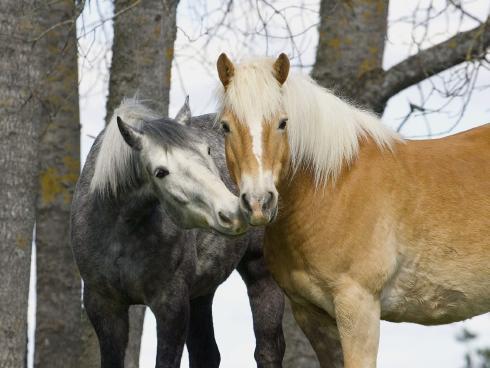 Animals__40_ - animale 2202
