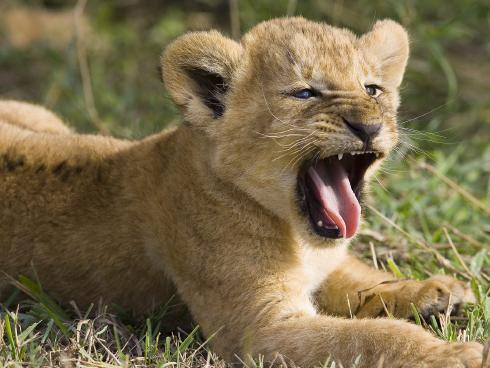Animals_Wallpapers__7_ - animale 2202