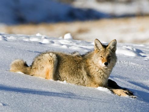 Animals_Wallpapers__16_ - animale 2202