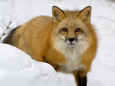 Animals_Wallpapers__17_ - animale 2202