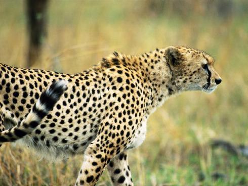 Animals_Wallpapers__29_ - animale 2202