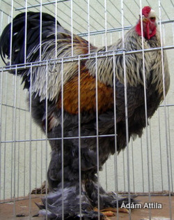 brahma campionul ungariei