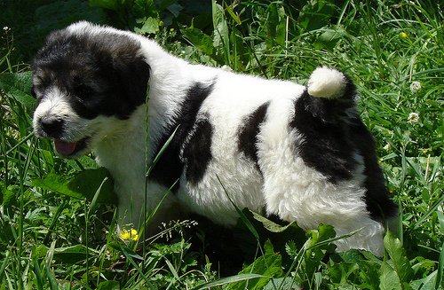 Pintea de Runc pui ciobanesc romanesc mioritic 3