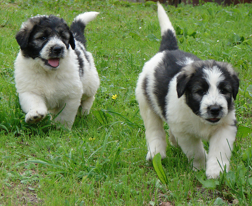 pintea si  putna, poza pui femela si mascul ciobanesc romanesc mioritic