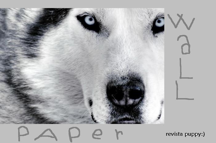 wallpaper - revista puppy nr4